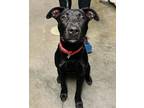 Davey Labrador Retriever Adult Male