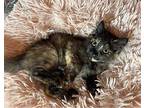 Amber (with Leo) Domestic Mediumhair Kitten Female