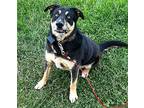 PARKER BLUE-FOSTER NEEDED Husky Adult Male