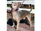 SAM SILVER Chihuahua Adult Male