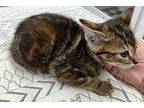 Maggie Manx Kitten Female