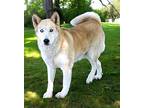 AUTUMN-URGENT FOSTER NEEDED Husky Adult Female