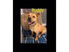 buddy Labrador Retriever Adult Male