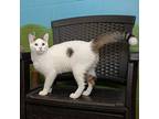 Tango Domestic Shorthair Young Male