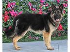 Wilbur von Winden German Shepherd Dog Young Male
