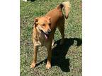Sylvester Labrador Retriever Young Male
