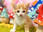 Cottage Domestic Shorthair Kitten Female