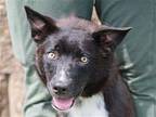Burton German Shepherd Dog Young Male