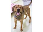 Duke Beagle Adult Male