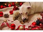 Amy American Bulldog Adult Female