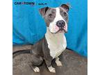 Deeno American Pit Bull Terrier Adult Male