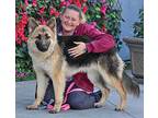 Raven von Ramberg German Shepherd Dog Puppy Female