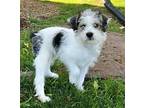 PUPPY BINGO Australian Shepherd Puppy Male