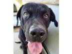 Bubba Mastiff Adult Male