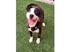Keno Mixed Breed (Medium) Puppy Male