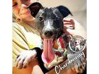 Chardonnay French Vacation Labrador Retriever Puppy Female