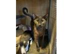 Adopt Dahlia a Domestic Short Hair