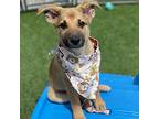 Khaki Australian Shepherd Puppy Male