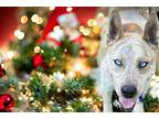 Alvin Husky Adult Male