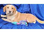 Sophia Beagle Young Female
