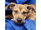 Xena German Shepherd Dog Young Female