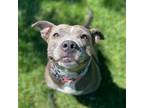 Adopt Emmy a American Staffordshire Terrier, Mixed Breed