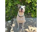 Adopt Harper a Pit Bull Terrier