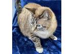 Toomie Siamese Adult Male