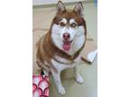 Bella Husky Adult Female