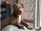 Sully Puppy Male