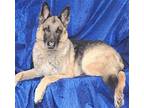 Tyson Conklin German Shepherd Dog Senior Male
