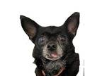 Minnie Chihuahua Senior Female