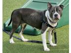 BIBBLES American Pit Bull Terrier Adult Female