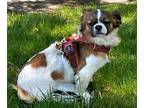 KLOKI Shih Tzu Adult Male
