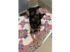 Diana German Shepherd Dog Adult Female