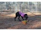 Foxy American Pit Bull Terrier Adult Female