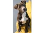 Jellybean Mixed Breed (Medium) Puppy Female