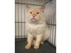 Mars Siamese Adult Male