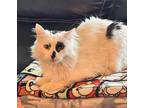 Morgan Domestic Longhair Adult Male