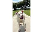 January American Pit Bull Terrier Adult Female