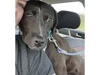 Chip Labrador Retriever Adult Male