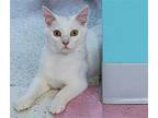 Snowflake - KBC Domestic Shorthair Young Male