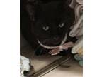 Buddy Domestic Longhair Senior Male