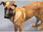 Max Mixed Breed (Medium) Puppy Male