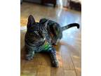 Rue (with Lady Violet) Domestic Shorthair Kitten Female