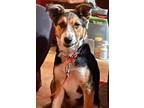 Adopt Melina a Border Collie
