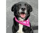 Adopt Abby a Black Labrador Retriever, Border Collie