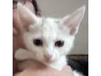 Adopt Stella a Domestic Short Hair