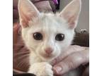 Adopt Star a Domestic Short Hair