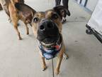 Adopt Charlie a German Shepherd Dog